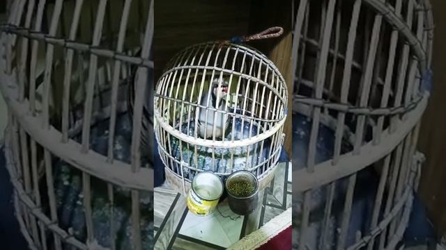 домашня курапатка смотреть онлайн