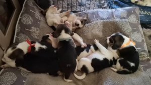 Спят усталые игрушки?