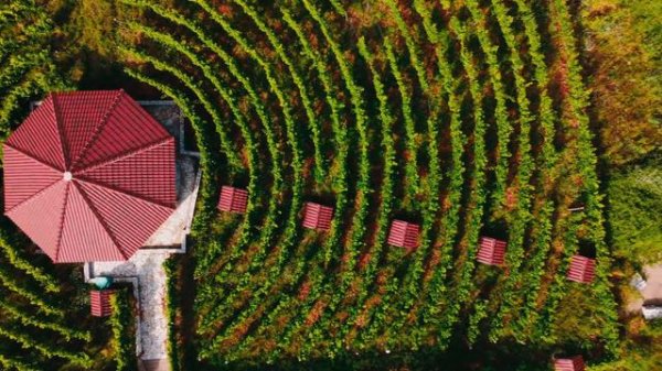 Винодельня Lipovac Winery