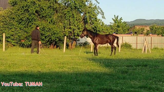 Выводим на корду Жеребца Лахиба часть.1, Лошади, Туман, смотреть онлайн