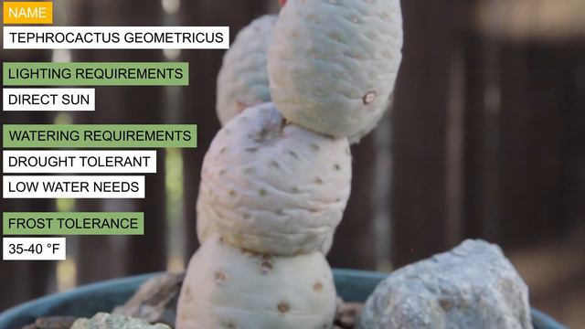 Tephrocactus Geometricus