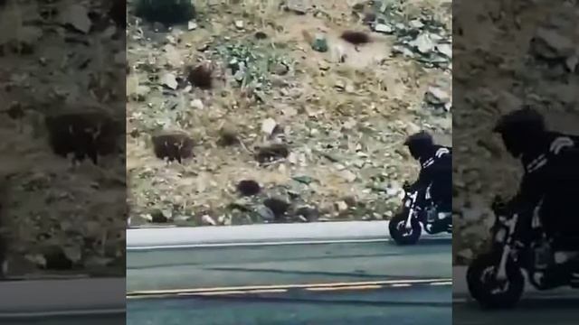 Honda Monkey -#projectgorilla- 190 Daytona Anima- Angeles Crest Approved