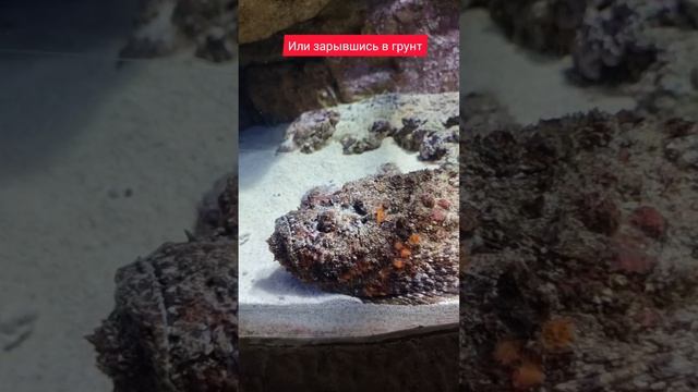 Рыба камень. Удивительная маскировка! смотреть онлайн
