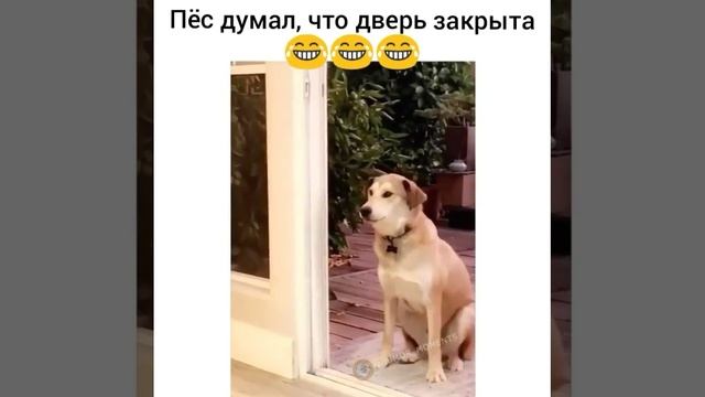 думает дверь закрыта ребятам на фронт я там уже был и знаю каково это 2202 2003 4591 2586 сбер смотреть онлайн