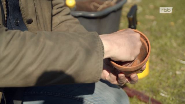 Stecke Ableger in eine Banane und es passiert Erstaunliches I Horst sein Schrebergarten смотреть онлайн