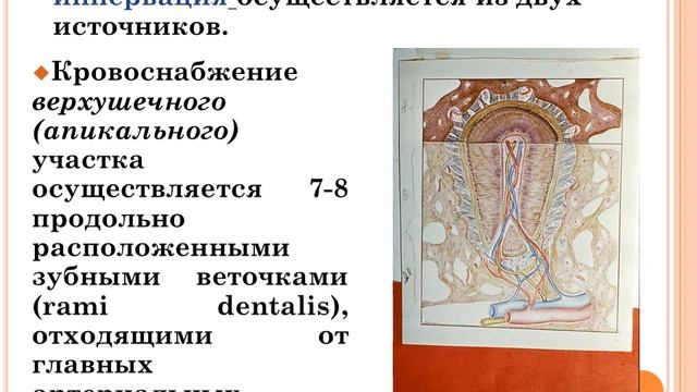 4 курс. Тема № 2. Этиология, патогенез воспаления апикального периодонта. смотреть онлайн