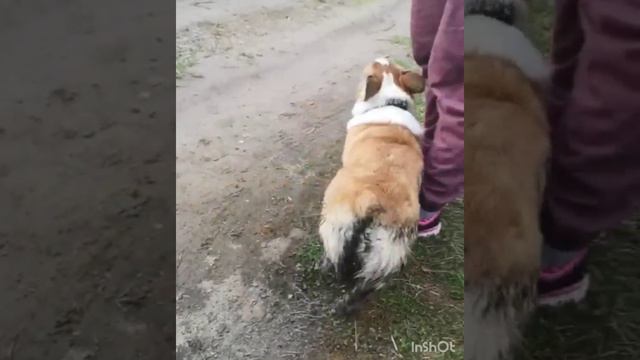 Наша Северодвинская звездочка Дейзи, покорительница луж и водоёмов! Очаровательная барышня выросла! смотреть онлайн
