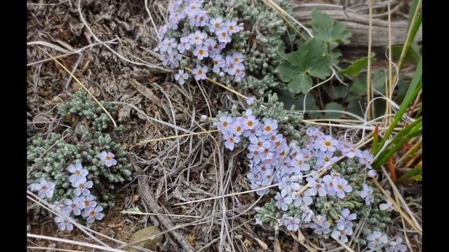 ДУГЛАСИЯ (DOUGLASIA) сем.  Первоцветные смотреть онлайн