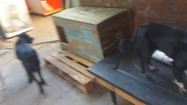 Будки для собак из сундуков! #приютдлясобак #dogsshelter #бездомныеживотные смотреть онлайн