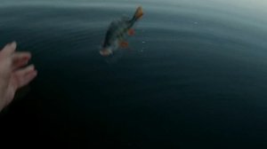 Окунь, щука, судак на джиг с лодки