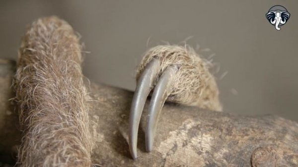 Los PEREZOSOS: Guardianes del dosel TROPICAL