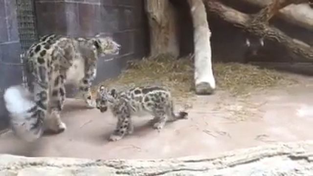 Снежный барс со своим котенком смотреть онлайн