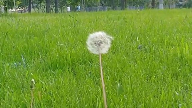 Кульбаба. City flower смотреть онлайн