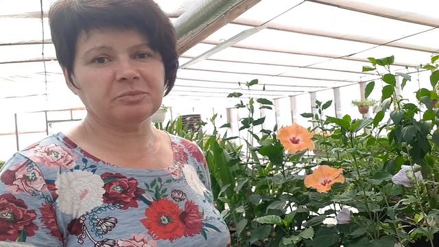 Гибискусы цветут!!! Пополнение новинками?? смотреть онлайн