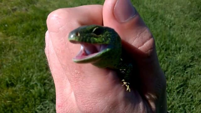 Вспомнил детство, зеленая ящерица смотреть онлайн