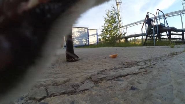 Лиса и камера Xiaomi смотреть онлайн