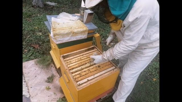 Нужна ли помощь пчелам при сборке гнезда в зиму Сколько давать сиропа смотреть онлайн