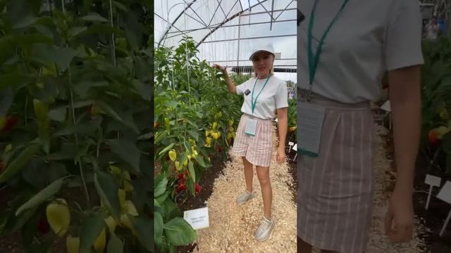 Перчик Белогор универсального использования?обзор Усадьба-Семена смотреть онлайн