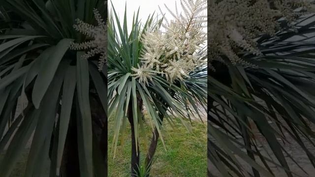 Как цветет пальма. пахнут ли цветы пальмы смотреть онлайн