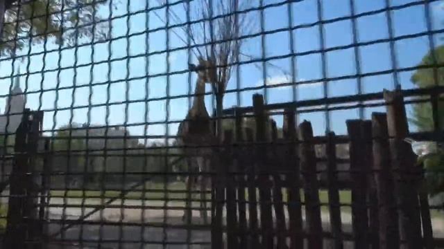 Московский зоопарк. смотреть онлайн