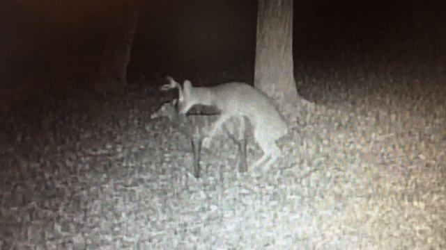 Young Whitetail Buck Mating Deer Target Part 1 of 2 смотреть онлайн