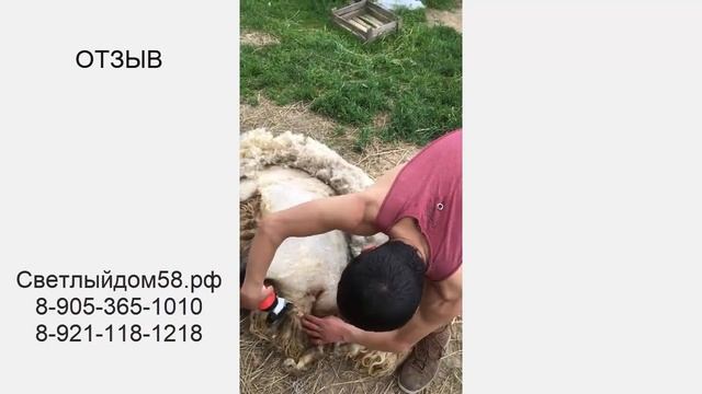 15. Честный видеоотзыв о машинке для стрижки овец Linger. Видео стрижки овцы машинкой Linger. смотреть онлайн