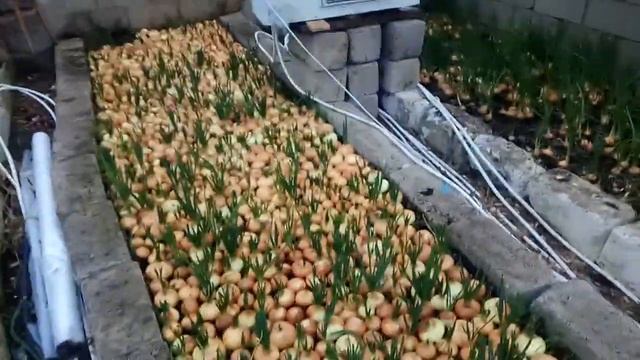 Простой способ виращивания лука на перо ..В зимней теплице . смотреть онлайн