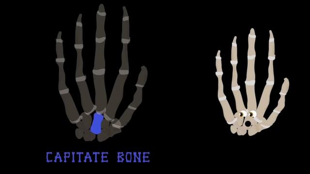All Of The Bones In Your Hands | KLT Anatomy смотреть онлайн