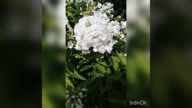🌺Начало цветение белых флокс. 🌺🤗👍 смотреть онлайн