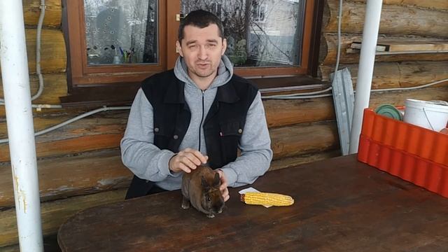 Купить декоративного кролика: 5 причин смотреть онлайн