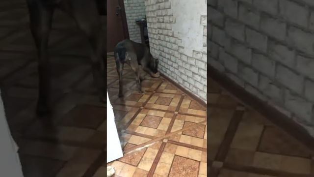 Кане-корсо | Гуччи бегает за мячиком смотреть онлайн