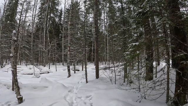 Зимний лес Петрозаводска смотреть онлайн