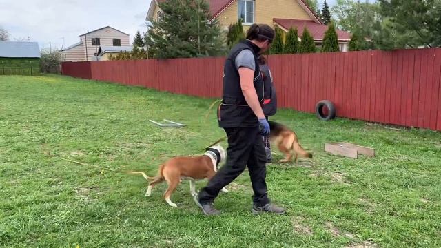 Дрессировка с передержкой!