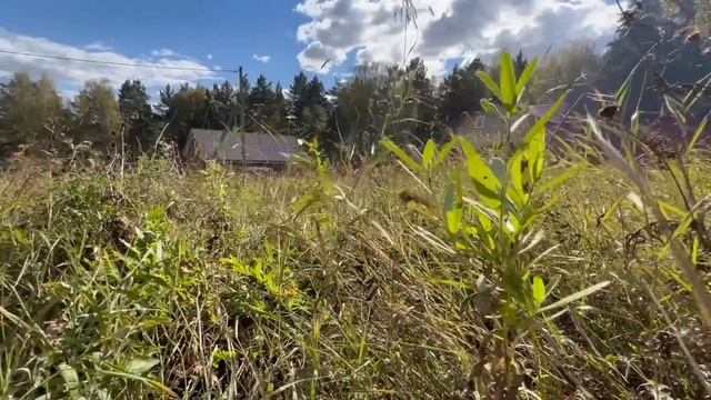 Life in Russian Countryside (Visiting a Dacha in Siberia 2022) смотреть онлайн