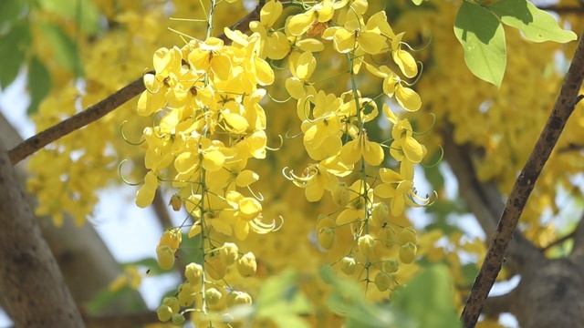 [Успокаивающее расслабляющее сон] Пение птиц | ностальгия по лесу #расслабление смотреть онлайн