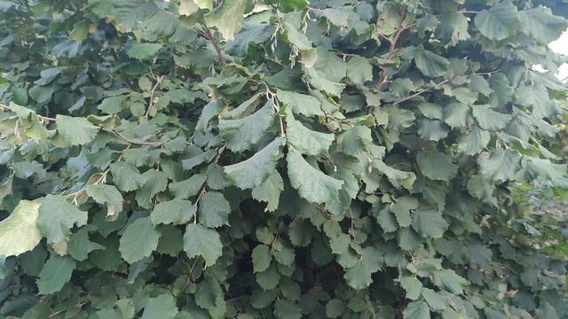 ФУНДУК.МОРОЗОВСКИЙ(КАВКАЗ).УРОЖАЙ-2021 С ОДНОГО КУСТА. смотреть онлайн