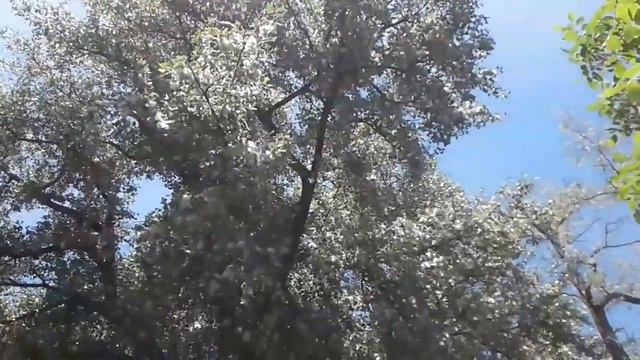 Тополиный пух жара май. смотреть онлайн