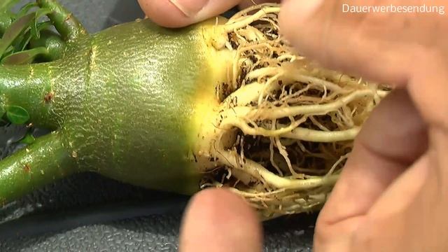 Adenium Obesum Umpflanzen Adenium Arabicum Aussaat