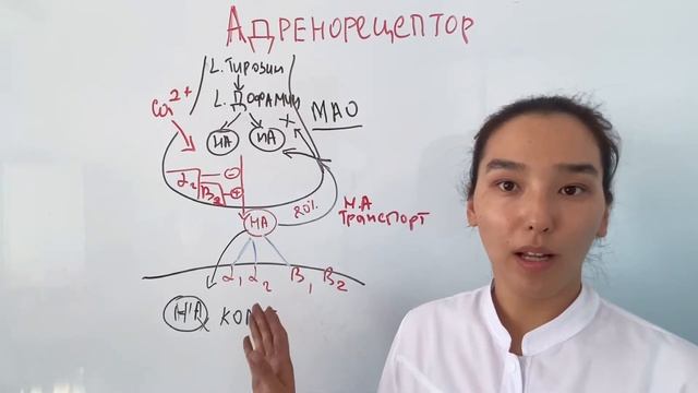 Адренорецепторы.Адреномиметик.Адреноблокатор.Симпатикалық жүйе.Фармакология.Вегетативті жүйе. смотреть онлайн