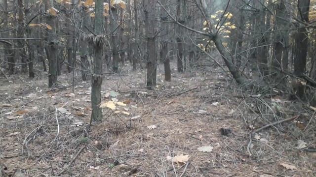 ?В мішаних лісах - меншає грибів☝️ Є рижики і глива. смотреть онлайн