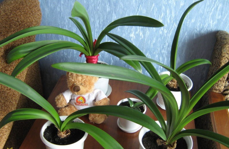 Не цветет гиппеаструм: почему растение выпускает только листья и как заставить его цвести? смотреть онлайн