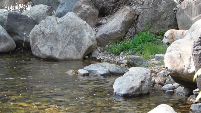 계곡에서 물놀이 하는데 악어를 만나버렸다...... смотреть онлайн