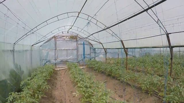 Помидоры в теплице. Садовое - серия 5. Теплица. Полив и удобрения помидора в теплице. смотреть онлайн