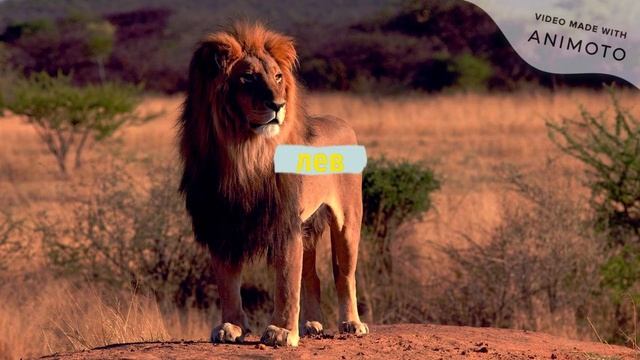 животные мира (фотографии) смотреть онлайн