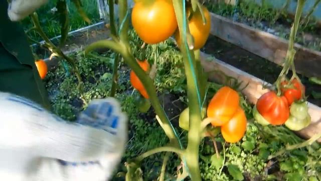 Очень сладкие сорта помидор выращивают в теплице смотреть онлайн