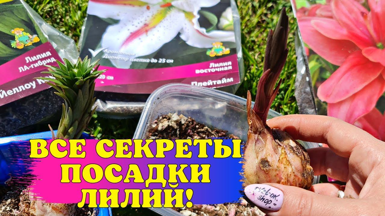 ЦВЕТЫ как С КАРТИНКИ! СЕКРЕТЫ посадки ЛИЛИЙ ВЕСНОЙ! Ответы НА ВСЕ ВОПРОСЫ! смотреть онлайн