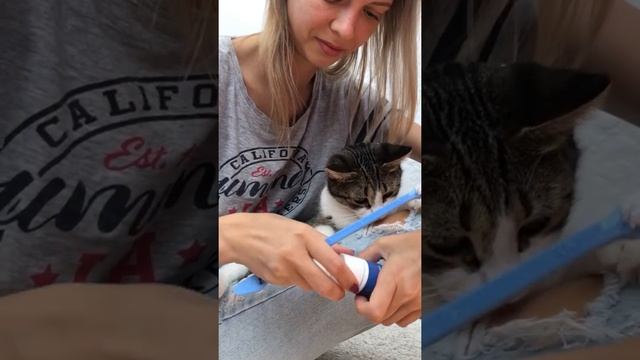 ЧИСТИМ МЯТИКУ ЗУБКИ смотреть онлайн