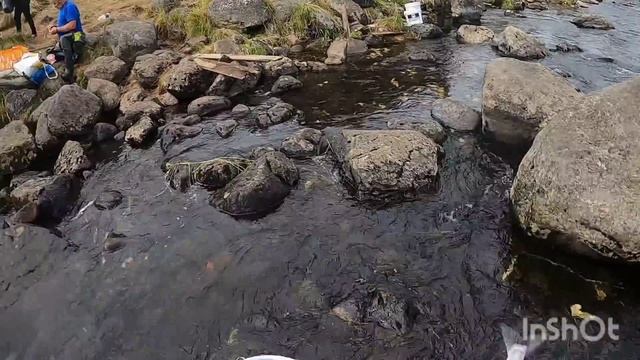 УМБА. ГОРБУША КЛЮËТ КАК СУМАСШЕДШАЯ. "UMBA. PINK SALMON PECKS LIKE CRAZY". смотреть онлайн