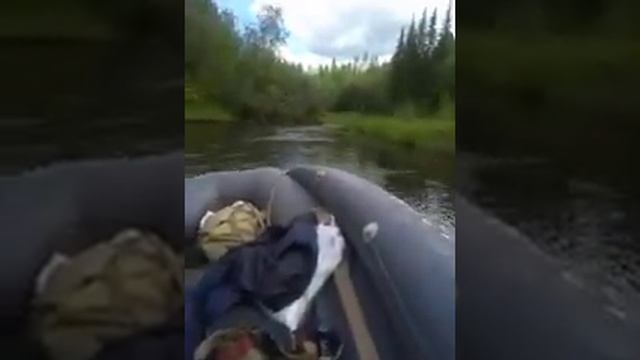 Спуск по речке Терина лодка Абакан 430 под турбиной на 30 ямахе смотреть онлайн