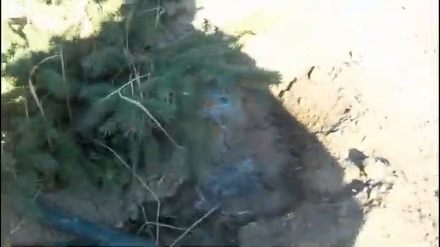 Фонтан и полив елей смотреть онлайн